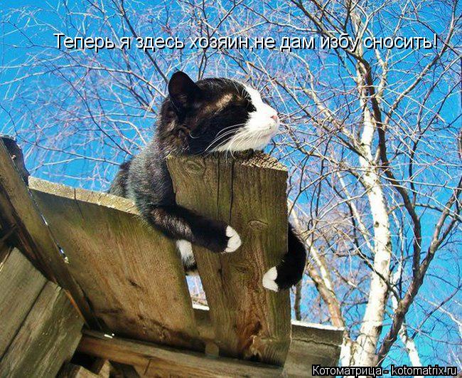Теперь я здесь хозяин,не дам избу сносить!... Котоматрица: Теперь я здесь хозяин,не дам избу сносить!