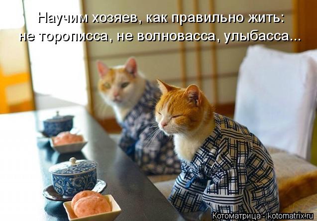 Научим хозяев, как правильно жить: не торописса, не волновасса, улыбасса...... Котоматрица: Научим хозяев, как правильно жить: не торописса, не волновасса, улыбасса...