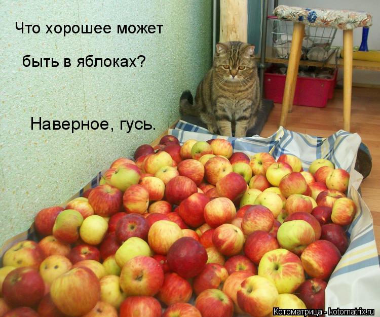 Котоматрица: Что хорошее может быть в яблоках? Наверное, гусь.