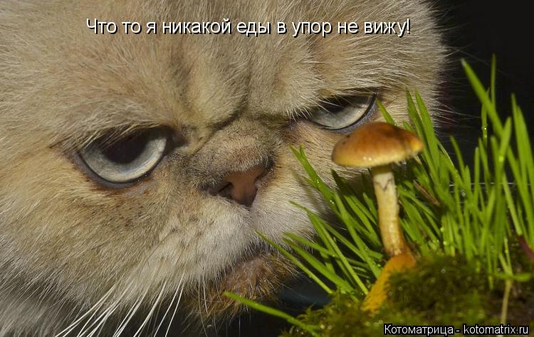 Что то я никакой еды в упор не вижу!... Котоматрица: Что то я никакой еды в упор не вижу!