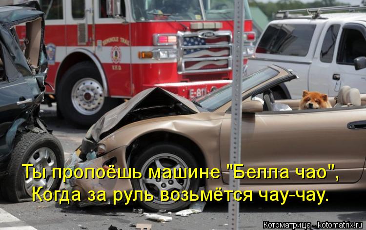 Ты пропоёшь машине "Белла чао", Когда за руль возьмётся чау-чау.... Котоматрица: Ты пропоёшь машине "Белла чао", Когда за руль возьмётся чау-чау.