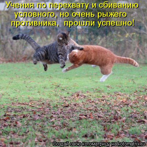 Учения по перехвату и сбиванию условного, но очень рыжего противника, прошли успешно!... Котоматрица: Учения по перехвату и сбиванию условного, но очень рыжего противника, прошли успешно!
