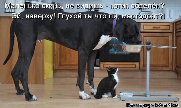 Маленько скинь, не видишь - котик обделён? Эй, наверху! Глухой ты что ли, мастодонт?!... Котоматрица: Маленько скинь, не видишь - котик обделён? Эй, наверху! Глухой ты что ли, мастодонт?!