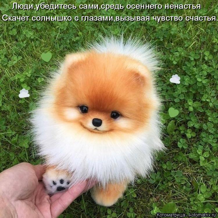 Люди,убедитесь сами,средь осеннего ненастья Скачет солнышко с глазами,вызывая чувство счастья.... Котоматрица: Люди,убедитесь сами,средь осеннего ненастья Скачет солнышко с глазами,вызывая чувство счастья.