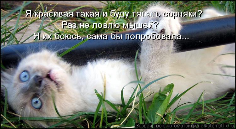 Я красивая такая и буду тяпать сорняки? Раз не ловлю мышей? Я их боюсь, сама бы попробовала...... Котоматрица: Я красивая такая и буду тяпать сорняки? Раз не ловлю мышей? Я их боюсь, сама бы попробовала...