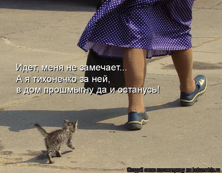 Идет, меня не замечает... А я тихонечко за ней, в дом прошмыгну да и останусь!... Котоматрица: Идет, меня не замечает... А я тихонечко за ней, в дом прошмыгну да и останусь!