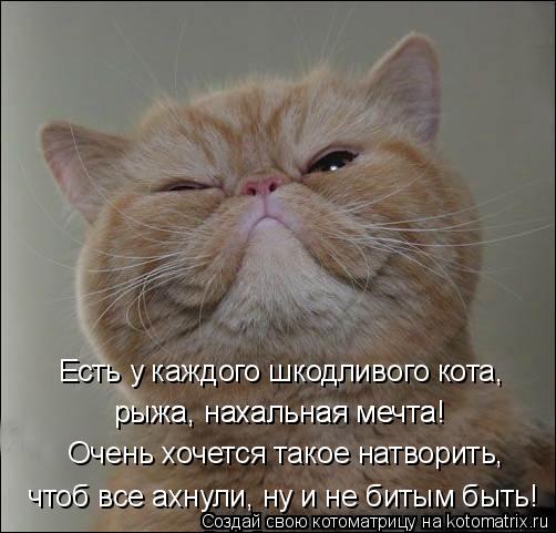Есть у каждого шкодливого кота, рыжа, нахальная мечта! рыжа, нахальная мечта! Очень хочется такое нат... Котоматрица: Есть у каждого шкодливого кота, рыжа, нахальная мечта! рыжа, нахальная мечта! Очень хочется такое натворить, чтоб все ахнули, ну и не битым б?
