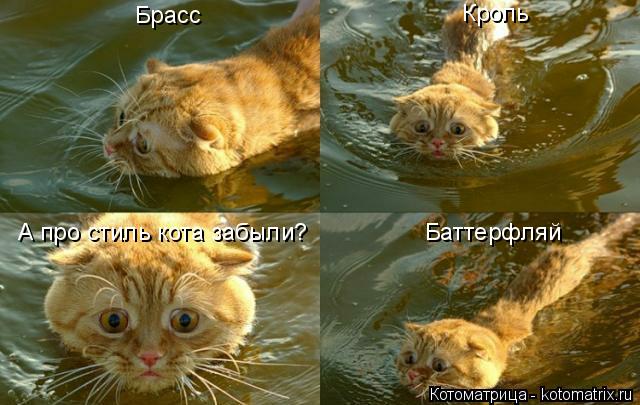 А про стиль кота забыли? Брасс Кроль Баттерфляй... Котоматрица: А про стиль кота забыли? Брасс Кроль Баттерфляй