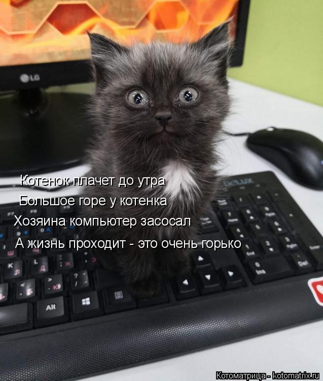 Котенок плачет до утра Большое горе у котенка Хозяина компьютер засосал А жизнь проходит - это очен... Котоматрица: Котенок плачет до утра Большое горе у котенка Хозяина компьютер засосал А жизнь проходит - это очень горько