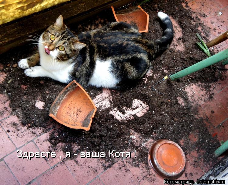 Здрасте , я - ваша Котя !... Котоматрица: Здрасте , я - ваша Котя !