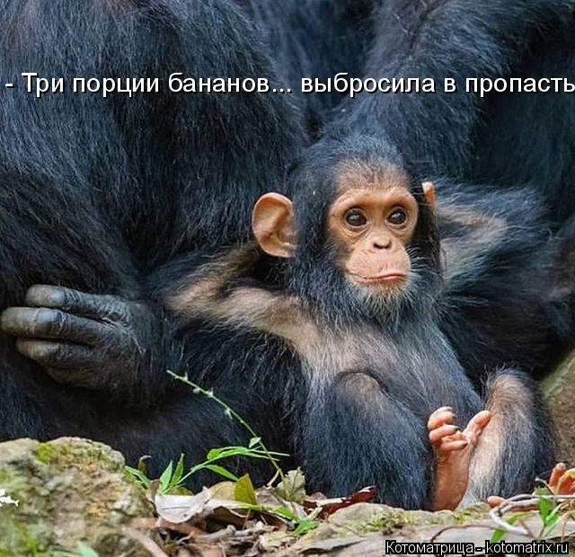 - Три порции бананов... выбросила в пропасть... Котоматрица: - Три порции бананов... выбросила в пропасть