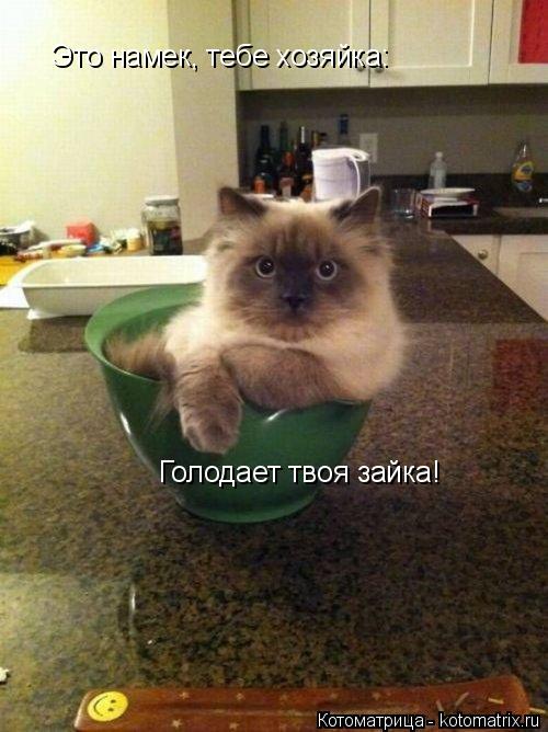 Это намек, тебе хозяйка: Голодает твоя зайка!... Котоматрица: Это намек, тебе хозяйка: Голодает твоя зайка!