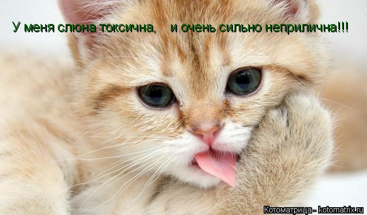 У меня слюна токсична У меня слюна токсична, и очень сильно неприлична!!!... Котоматрица: У меня слюна токсична У меня слюна токсична, и очень сильно неприлична!!!