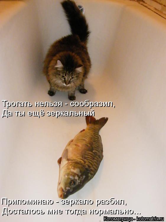 Трогать нельзя - сообразил, Да ты ещё зеркальный Припоминаю - зеркало разбил, Досталось мне тогда но... Котоматрица: Трогать нельзя - сообразил, Да ты ещё зеркальный Припоминаю - зеркало разбил, Досталось мне тогда нормально...