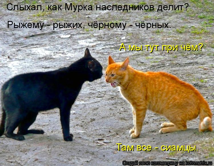 Слыхал, как Мурка наследников делит? Рыжему - рыжих, чёрному - чёрных. А мы тут при чём? Там все - си... Котоматрица: Слыхал, как Мурка наследников делит? Рыжему - рыжих, чёрному - чёрных. А мы тут при чём? Там все - сиамцы.