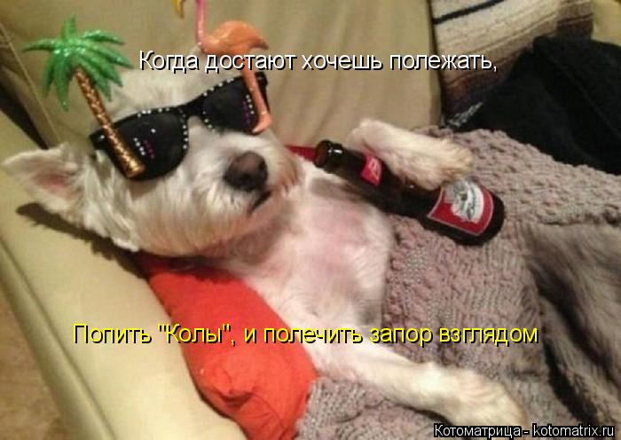 Котоматрица: Когда достают хочешь полежать, Попить "Колы", и полечить запор взглядом