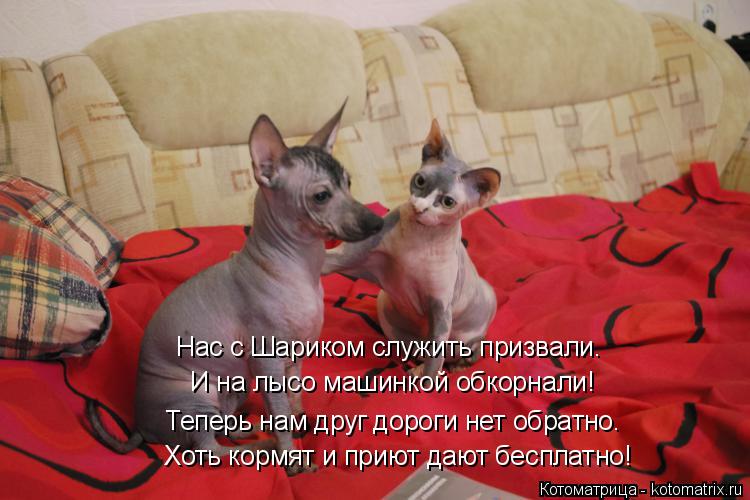 Котоматрица: Хоть кормят и приют дают бесплатно! И на лысо машинкой обкорнали! Нас с Шариком служить призвали. Теперь нам друг дороги нет обратно.