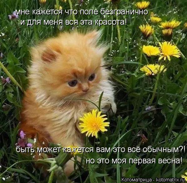 Котоматрица: мне кажется что поле безгранично и для меня вся эта красота! быть может кажется вам это всё обычным?! но это моя первая весна!