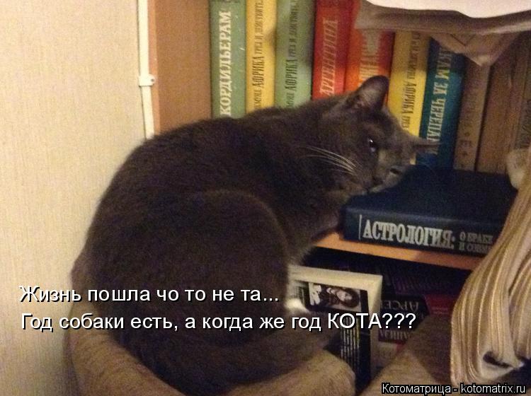 Жизнь пошла чо то не та... Год собаки есть, а когда же год КОТА???... Котоматрица: Жизнь пошла чо то не та... Год собаки есть, а когда же год КОТА???