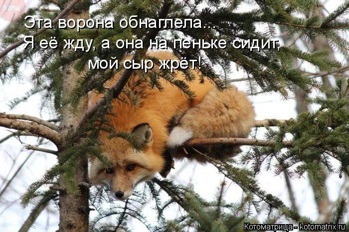 Эта ворона обнаглела... Я её жду, а она на пеньке сидит, мой сыр жрёт!... Котоматрица: Эта ворона обнаглела... Я её жду, а она на пеньке сидит, мой сыр жрёт!