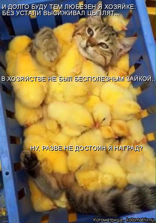 И ДОЛГО БУДУ ТЕМ ЛЮБЕЗЕН Я ХОЗЯЙКЕ: БЕЗ УСТАЛИ ВЫСИЖИВАЛ ЦЫПЛЯТ... В ХОЗЯЙСТВЕ НЕ БЫЛ БЕСПОЛЕЗНЫМ ЗАЙ... Котоматрица: И ДОЛГО БУДУ ТЕМ ЛЮБЕЗЕН Я ХОЗЯЙКЕ: БЕЗ УСТАЛИ ВЫСИЖИВАЛ ЦЫПЛЯТ... В ХОЗЯЙСТВЕ НЕ БЫЛ БЕСПОЛЕЗНЫМ ЗАЙКОЙ... НУ, РАЗВЕ НЕ ДОСТОИН Я НАГРАД?