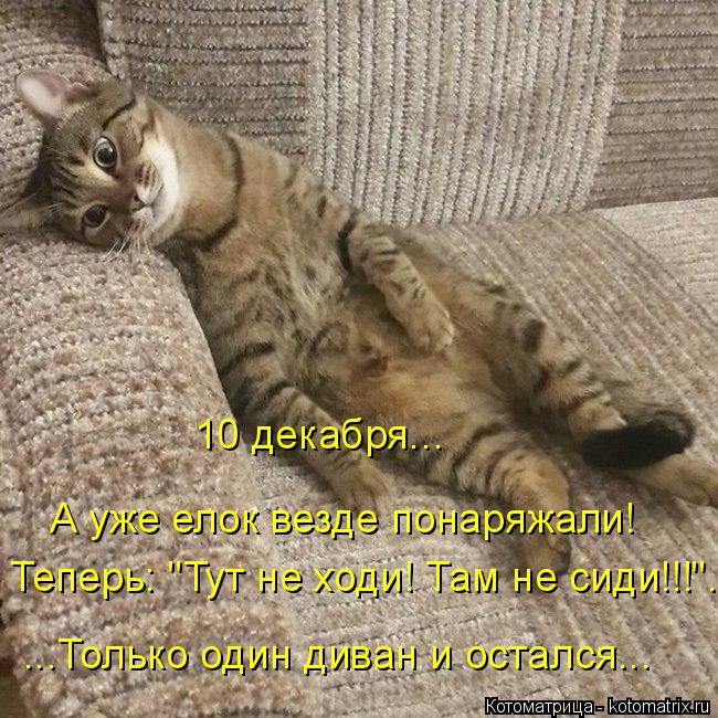 Котоматрица: А уже елок везде понаряжали! 10 декабря... Теперь: "Тут не ходи! Там не сиди!!!"... ...Только один диван и остался...