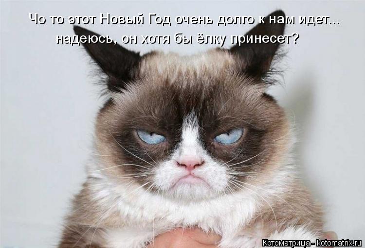 Чо то этот Новый Год очень долго к нам идет... надеюсь, он хотя бы ёлку принесет?... Котоматрица: Чо то этот Новый Год очень долго к нам идет... надеюсь, он хотя бы ёлку принесет?