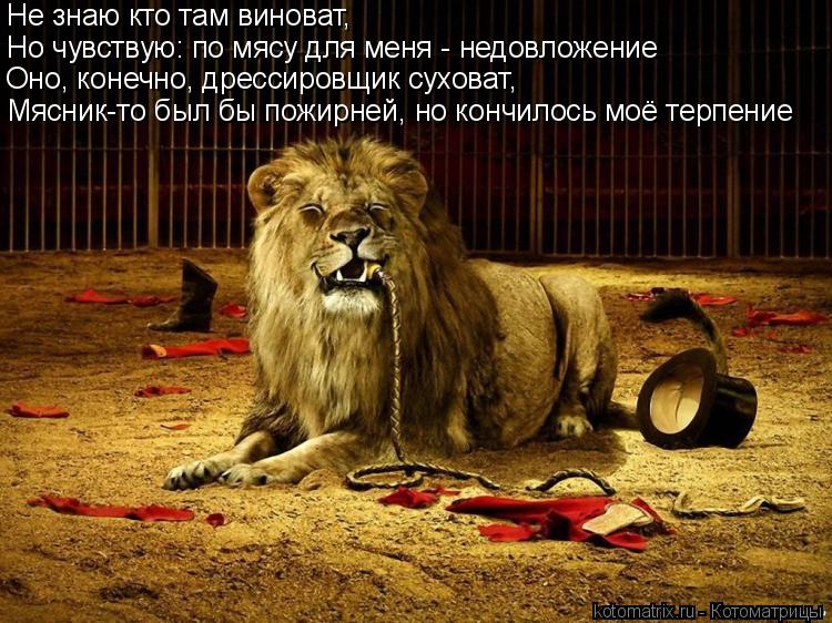 Не знаю кто там виноват, Но чувствую: по мясу для меня - недовложение Оно, конечно, дрессировщик сух... Котоматрица: Не знаю кто там виноват, Но чувствую: по мясу для меня - недовложение Оно, конечно, дрессировщик суховат, Мясник-то был бы пожирней, но кончил