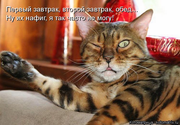 Первый завтрак, второй завтрак, обед... Ну их нафиг, я так часто не могу!... Котоматрица: Первый завтрак, второй завтрак, обед... Ну их нафиг, я так часто не могу!
