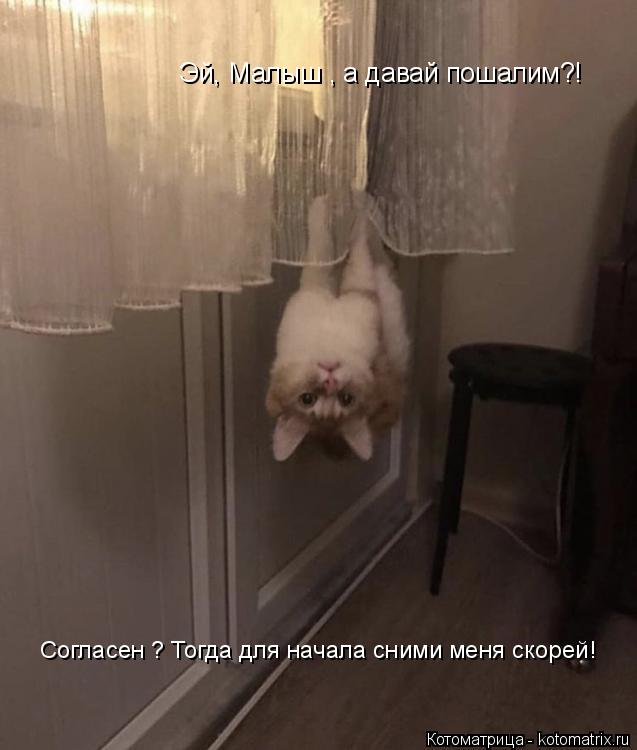 Котоматрица: Эй, Малыш , а давай пошалим?! Согласен ? Тогда для начала сними меня скорей!