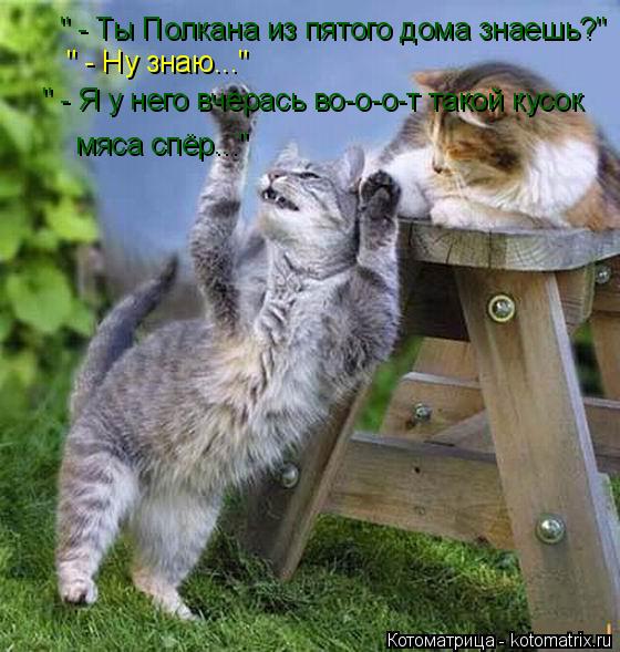 Котоматрица: " - Ты Полкана из пятого дома знаешь?" " - Ну знаю..." " - Я у него вчерась во-о-о-т такой кусок  мяса спёр..."