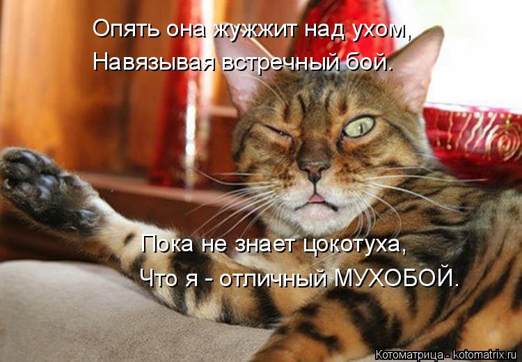Опять она жужжит над ухом, Навязывая встречный бой. Пока не знает цокотуха, Что я - отличный МУХОБОЙ.... Котоматрица: Опять она жужжит над ухом, Навязывая встречный бой. Пока не знает цокотуха, Что я - отличный МУХОБОЙ.