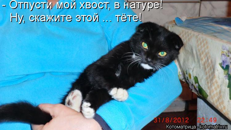 Котоматрица: - Отпусти мой хвост, в натуре! Ну, скажите этой ... тёте!