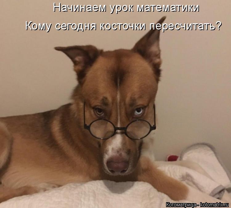 Начинаем урок математики Кому сегодня косточки пересчитать?... Котоматрица: Начинаем урок математики Кому сегодня косточки пересчитать?