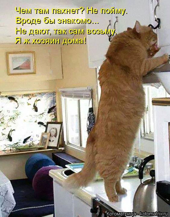 Котоматрица: Чем там пахнет? Не пойму. Вроде бы знакомо... Не дают, так сам возьму. Я ж хозяин дома!