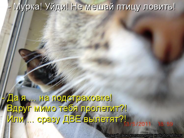 - Мурка! Уйди! Не мешай птицу ловить! - Да я ... на подстраховке! Вдруг мимо тебя пролетит?! Или ... ... Котоматрица: - Мурка! Уйди! Не мешай птицу ловить! - Да я ... на подстраховке! Вдруг мимо тебя пролетит?! Или ... сразу ДВЕ вылетят?!
