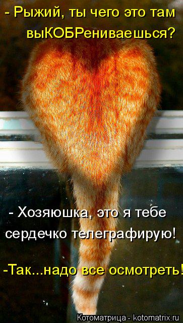- Рыжий, ты чего это там выКОБРениваешься? - Хозяюшка, это я тебе сердечко телеграфирую! -Так...надо ... Котоматрица: - Рыжий, ты чего это там выКОБРениваешься? - Хозяюшка, это я тебе сердечко телеграфирую! -Так...надо все осмотреть!