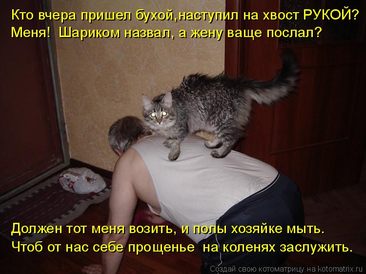 Котоматрица: Кто вчера пришел бухой, наступил на хвост РУКОЙ? Должен тот меня возить, и полы хозяйке мыть. Чтоб от нас себе прощенье  на коленях заслужить.