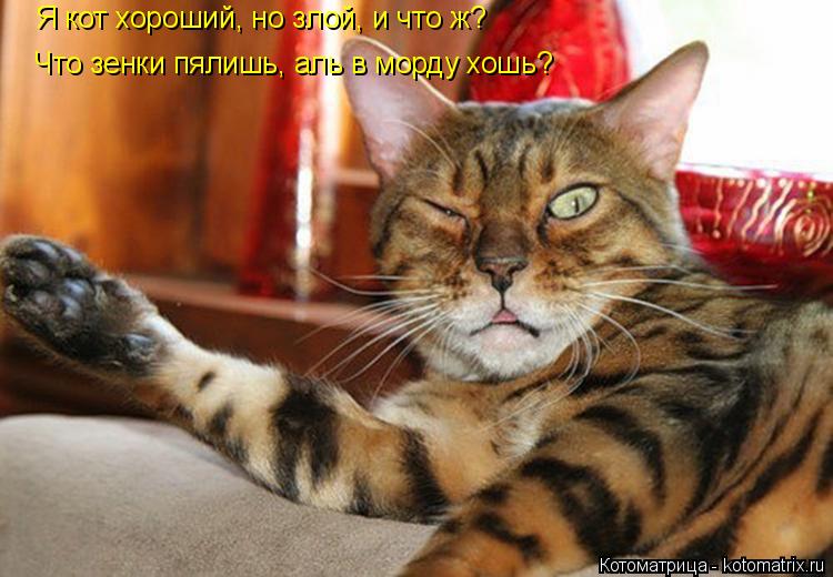 Я кот хороший, но злой, и что ж? Что зенки пялишь, аль в морду хошь?... Котоматрица: Я кот хороший, но злой, и что ж? Что зенки пялишь, аль в морду хошь?