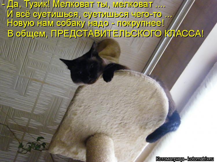 - Да, Тузик! Мелковат ты, мелковат .... Новую нам собаку надо - покрупнее! И всё суетишься, суетишься... Котоматрица: - Да, Тузик! Мелковат ты, мелковат .... Новую нам собаку надо - покрупнее! И всё суетишься, суетишься чего-то ... В общем, ПРЕДСТАВИТЕЛЬСКОГО КЛАС?