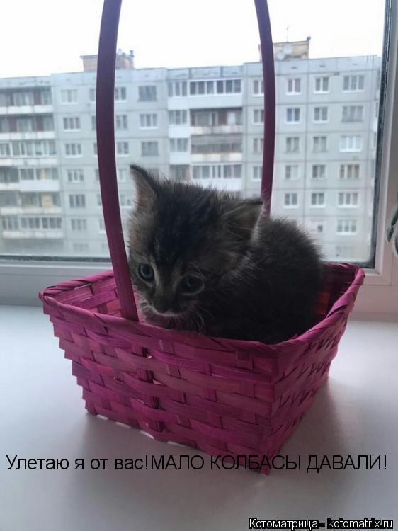 Улетаю я от вас!МАЛО КОЛБАСЫ ДАВАЛИ!... Котоматрица: Улетаю я от вас!МАЛО КОЛБАСЫ ДАВАЛИ!