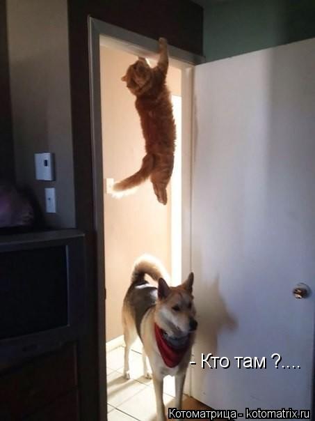 - Кто там ?....... Котоматрица: - Кто там ?....