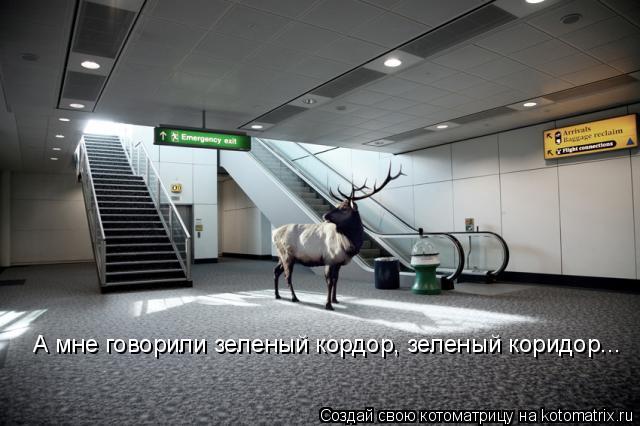 Котоматрица: А мне говорили зеленый кордор, зеленый коридор...