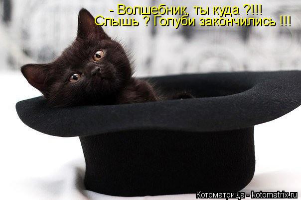 - Волшебник, ты куда ?!!! Слышь ? Голуби закончились !!!... Котоматрица: - Волшебник, ты куда ?!!! Слышь ? Голуби закончились !!!