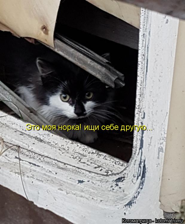 Котоматрица: Это моя норка! ищи себе другую...