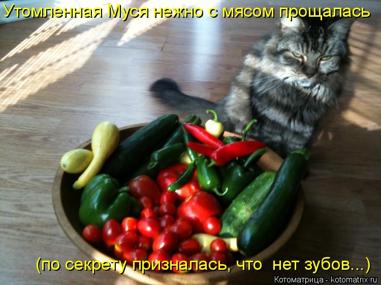 Котоматрица: Утомленная Муся нежно с мясом прощалась  (по секрету призналась, что  нет зубов...)