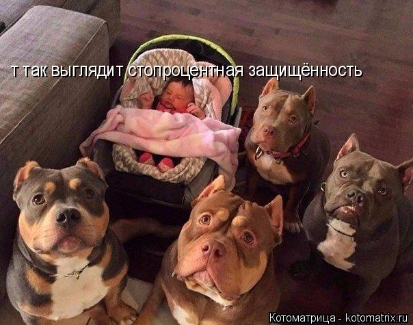 Котоматрица: т так выглядит стопроцентная защищённость