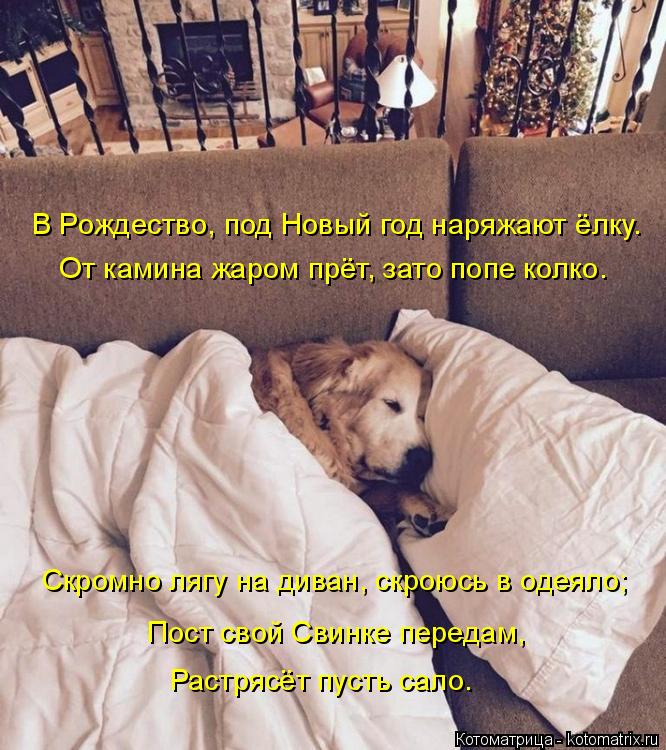 В Рождество, под Новый год наряжают ёлку. От камина жаром прёт, зато попе колко. Скромно лягу на дива... Котоматрица: В Рождество, под Новый год наряжают ёлку. От камина жаром прёт, зато попе колко. Скромно лягу на диван, скроюсь в одеяло; Пост свой Свинке пер?