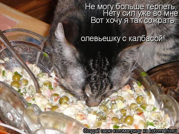 Не могу больше терпеть, Нету сил уже во мне, Вот хочу я так сожрать олевьешку с калбасой!... Котоматрица: Не могу больше терпеть, Нету сил уже во мне, Вот хочу я так сожрать олевьешку с калбасой!