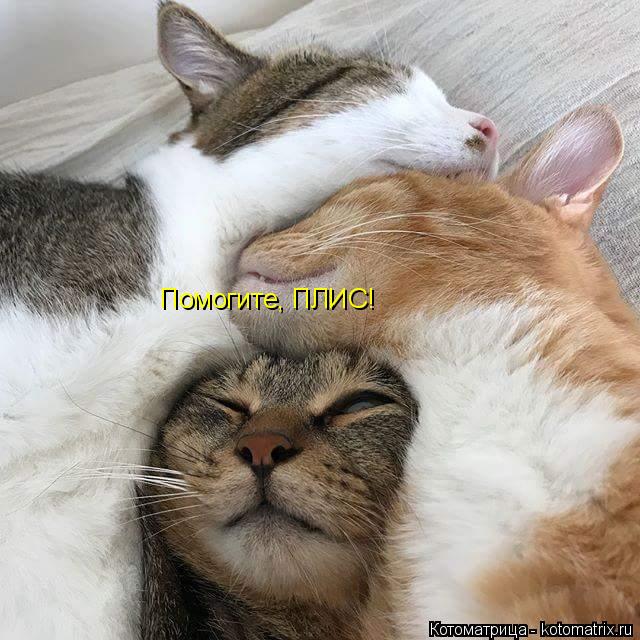 Помогите, ПЛИС!... Котоматрица: Помогите, ПЛИС!